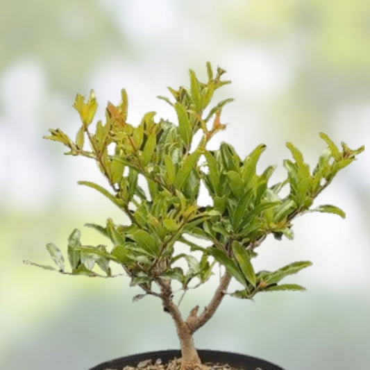 Mame Bonsai Tree 9” Tsukumo Cypress Chamaecyparis Pisifera in Chinese Pot, Miniature Indoor Decorative Plant, Garden Accessory