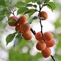Aprium Scions Cuttings Flavor Delight Apricot Plum Hybrid Prunus Armeniaca x Prunus Domestica Live Plant
