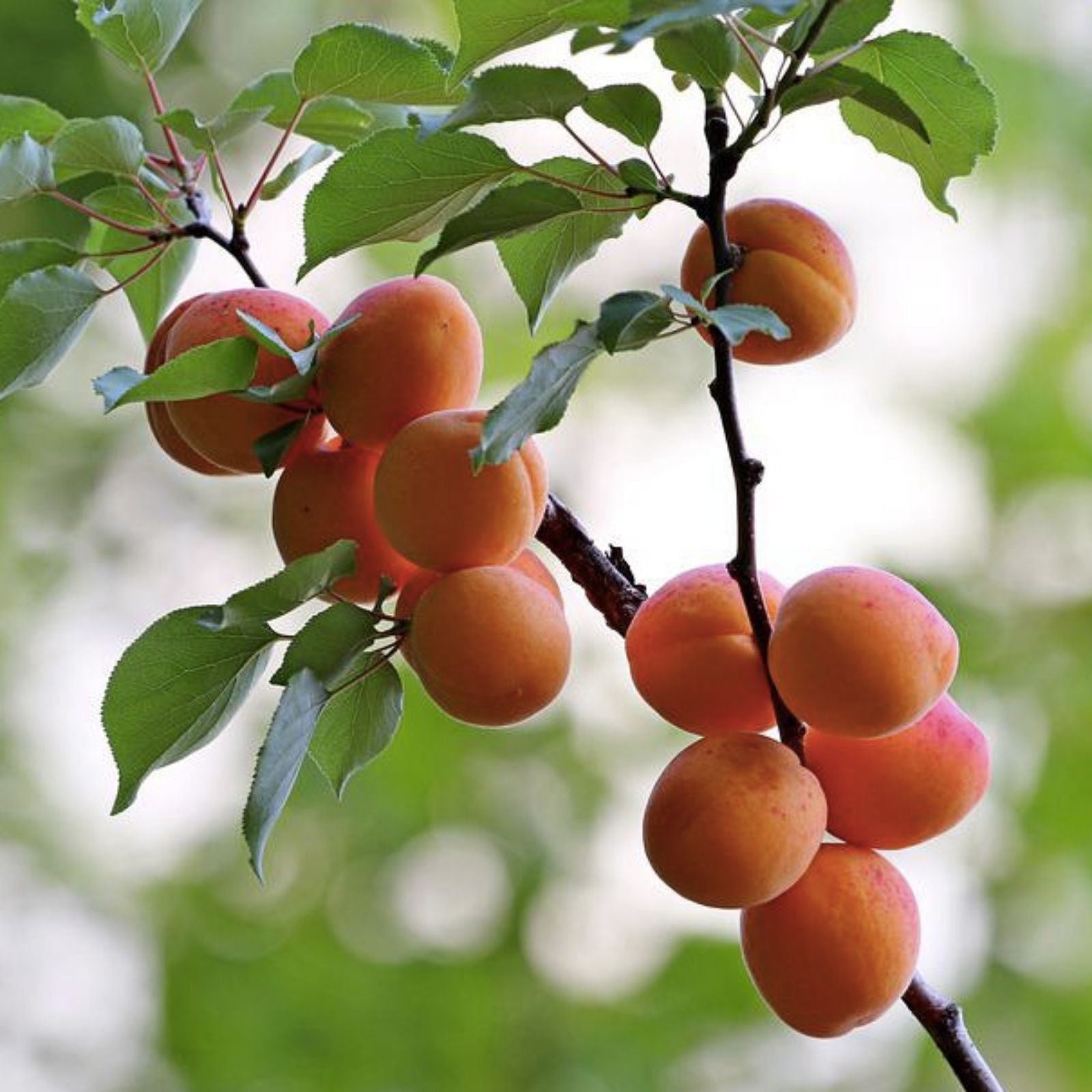 Aprium Scions Cuttings Flavor Delight Apricot Plum Hybrid Prunus Armeniaca x Prunus Domestica Live Plant