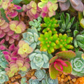 Succulent Cuttings 15 Varieties Live Plants, Houseplants, Planting, Arrangements, Healthy Succulents, Multiple Species, Colorful