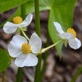 Broadleaf Arrowhead Water Plant Seeds 1000 Count Edible Water Tuber Sagittaria latifolia Live Starter Plant