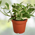 Pearls and Jade Pothos Cuttings, Variegated Devil's Ivy, Indoor Houseplant, Epipremnum aureum, Live Plant, Starter Plant