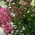 Crape Myrtle Tree Cuttings 3-4 ft Rhapsody in Pink Live Plant Lagerstroemia indica - Fast Growing