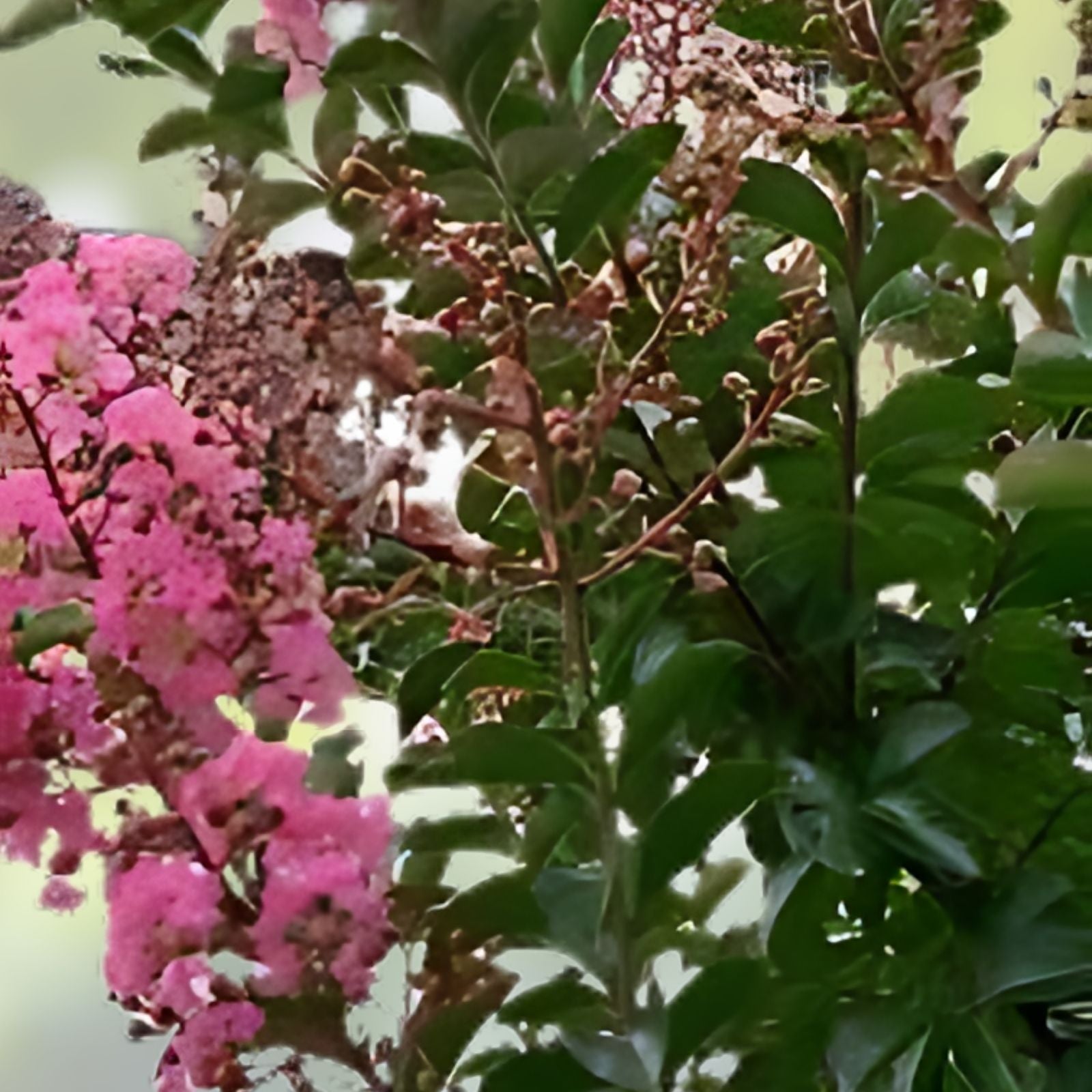 Crape Myrtle Tree Cuttings 3-4 ft Rhapsody in Pink Live Plant Lagerstroemia indica - Fast Growing