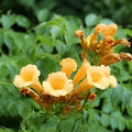 Trumpet Vine Seedlings 5-Pack Campsis radicans Climbing Flowering Vine Live Plants Hummingbird Attractant