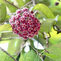 Hoya Engleriana Cutting 4 Nodes Rare Tropical Indoor Houseplant Live Propagation Material