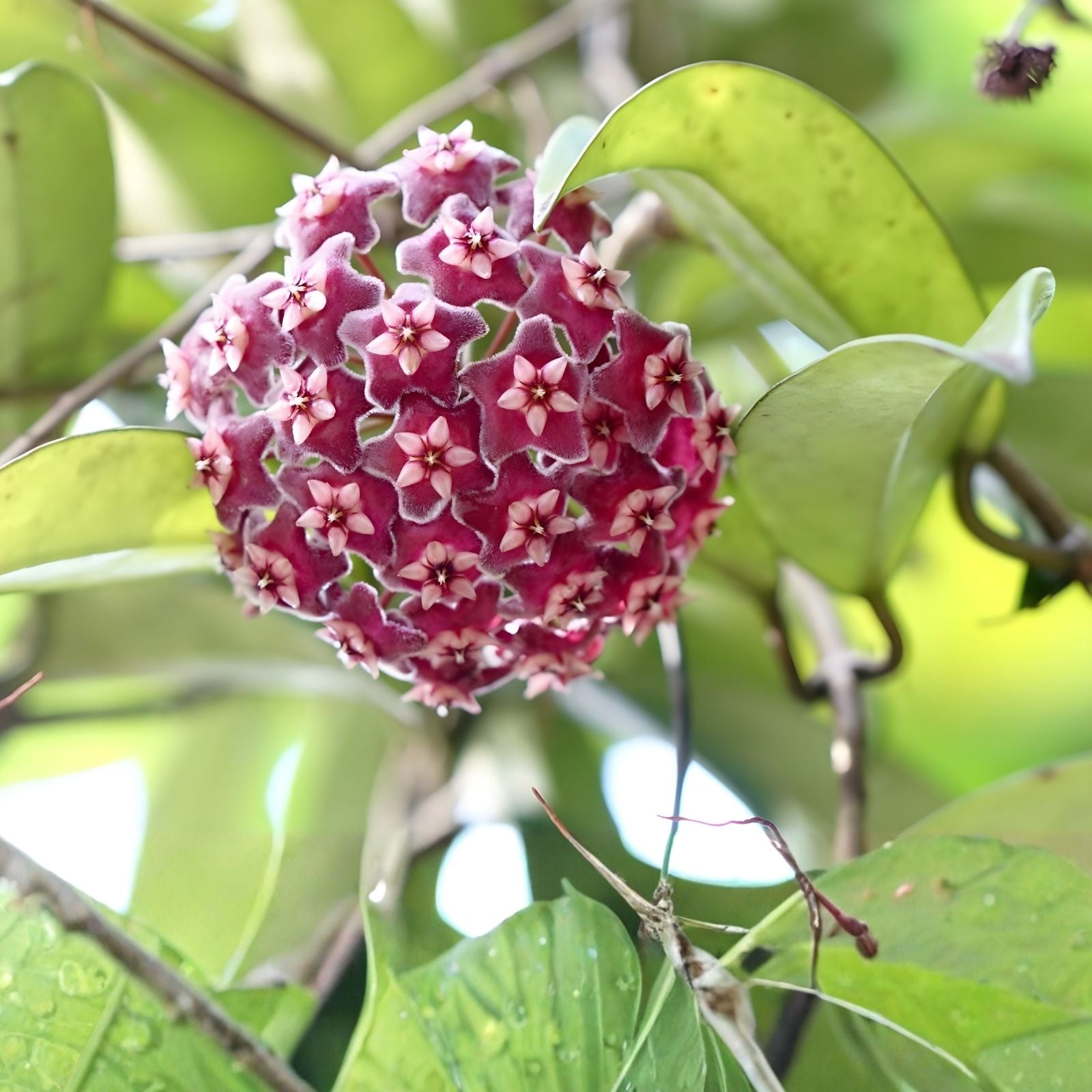 Hoya Engleriana Cutting 4 Nodes Rare Tropical Indoor Houseplant Live Propagation Material
