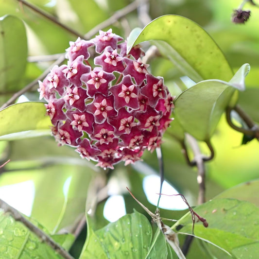 Hoya Engleriana Cutting 4 Nodes Rare Tropical Indoor Houseplant Live Propagation Material