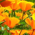 California Poppy Seeds Bright Orange Eschscholzia californica Wildflower Garden Plant 100+ Seeds