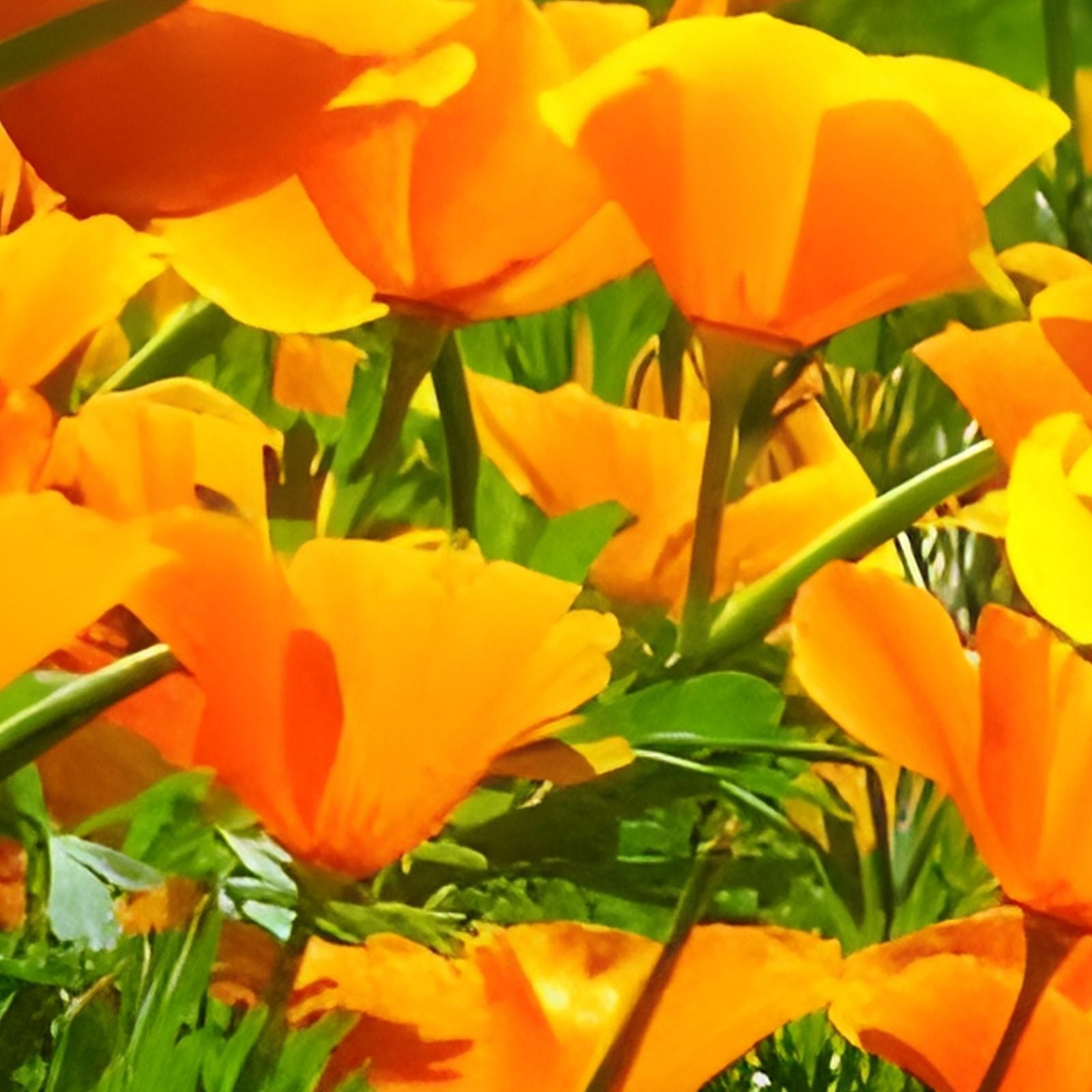 California Poppy Seeds Bright Orange Eschscholzia californica Wildflower Garden Plant 100+ Seeds