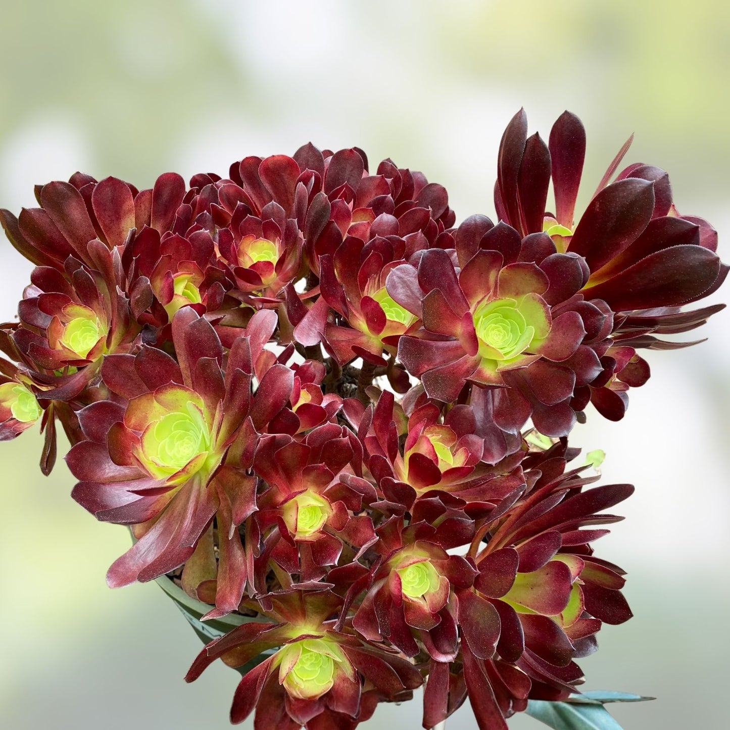 Large Aeonium Velour Succulent Cutting - Variegated Indoor Plant, Houseplant, Garden Decor, Aeonium arboreum 'Velour'