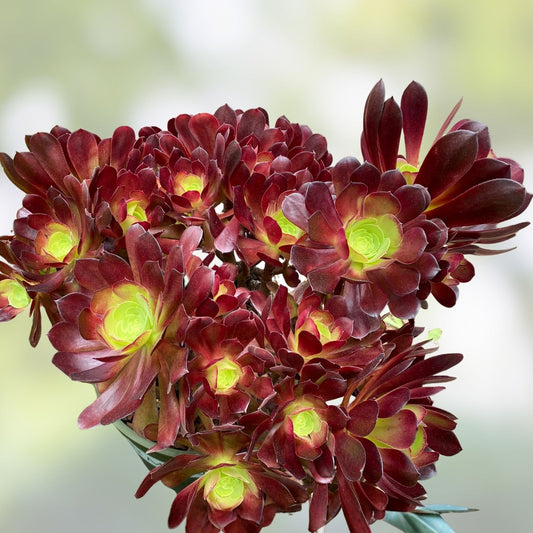 Large Aeonium Velour Succulent Cutting - Variegated Indoor Plant, Houseplant, Garden Decor, Aeonium arboreum 'Velour'