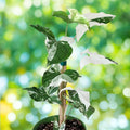 Variegated Arrowhead Vine Plant Syngonium Albo Indoor Houseplant Air Purifier Starter Cutting