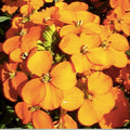 Siberian Wallflower Seeds Erysimum cheiri Organic Perennial Flower Seeds 500 Bare Root Starter Plant Houseplant