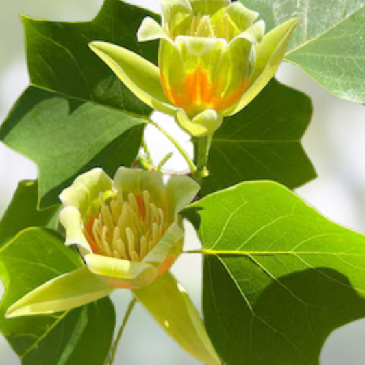 Live Tulip Poplar Tree 16-24 Inch Bare Root Ornamental Tree Liriodendron tulipifera
