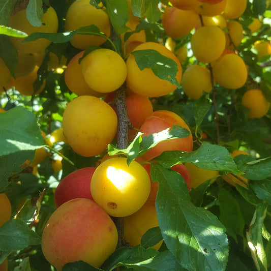 Japanese Red & Yellow Plum Cuttings, Large Prunus salicina & Prunus domestica, 2 Pieces, Fruit Tree Propagation, Fast Shipping