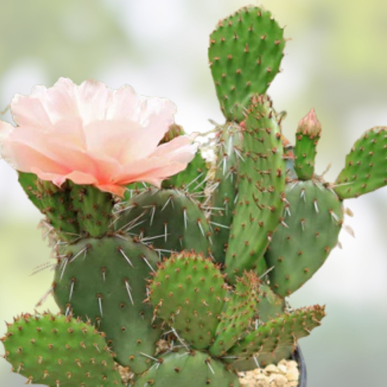 Spineless Prickly Pear Cactus Nopales Cacanapa Live Plant 2+ Pads Hardy Succulent Garden Indoor Houseplant