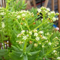 Crassula tetragona Succulent Plant 2-4" Mini Pine Tree Bonsai Live Indoor Garden Decor