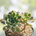 Aeonium Sunburst Variegated Succulent Plant | Live Indoor Houseplant | 2-6 inch Cutting or Starter Plant