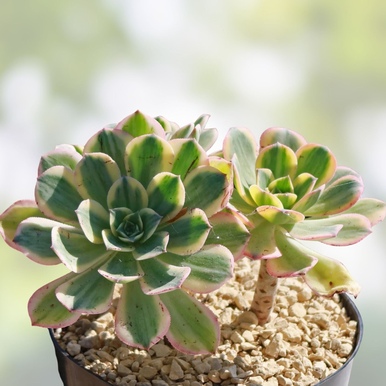 Aeonium Sunburst Variegated Succulent Plant | Live Indoor Houseplant | 2-6 inch Cutting or Starter Plant