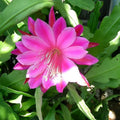 Rosy Swirl Orchid Cactus Cuttings Epiphyllum 2 Pack Live Succulent Houseplant Indoor Gardening Starter Plant