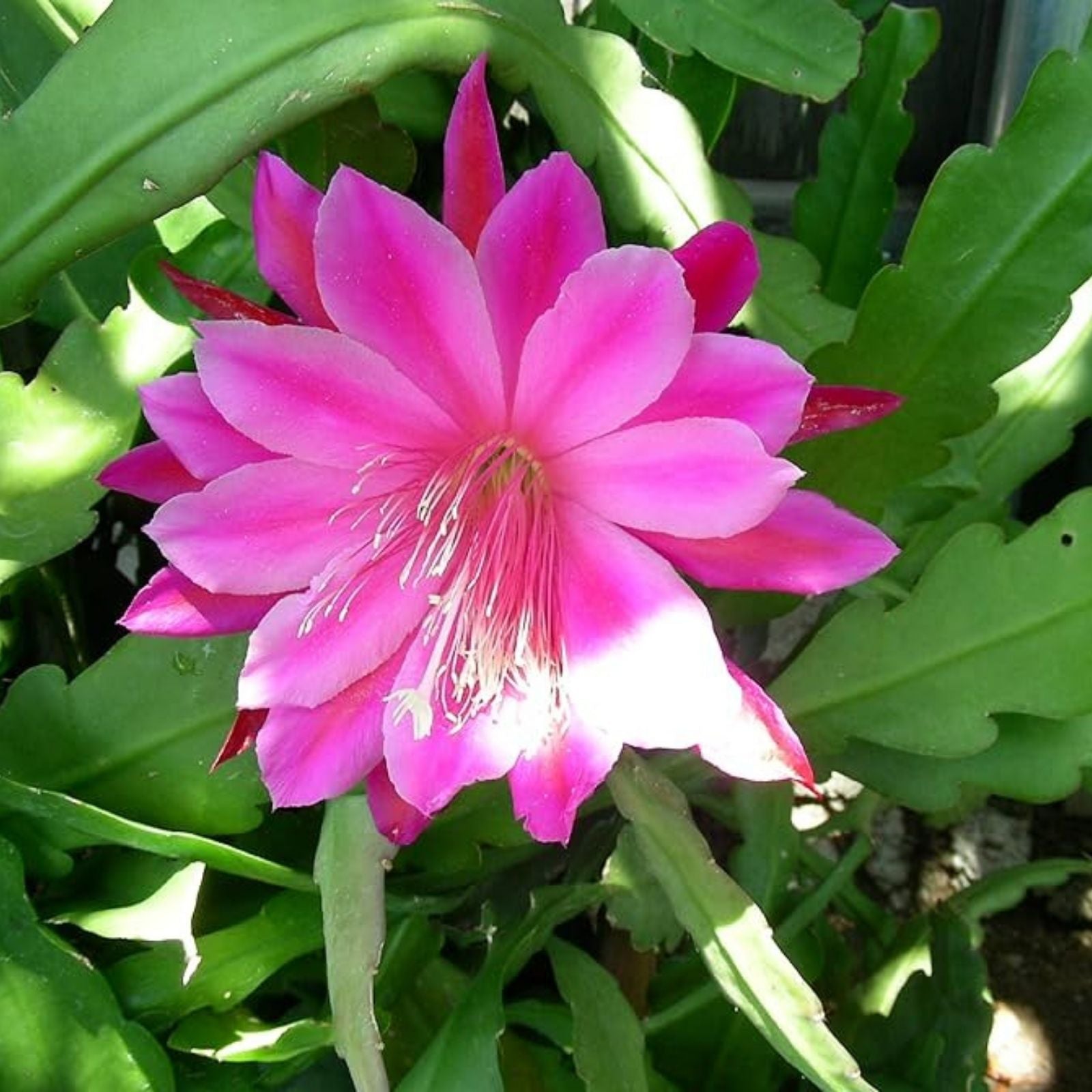 Rosy Swirl Orchid Cactus Cuttings Epiphyllum 2 Pack Live Succulent Houseplant Indoor Gardening Starter Plant