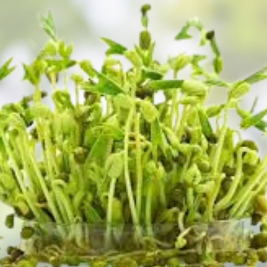 Mung Bean Sprout Seeds 100 Count | Vigna radiata Live Seeds for Sprouting, Organic, Easy to Grow, Kitchen Garden, Tasty, Fast Shipping