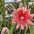 Epiphyllum Cutting HB Jeffrey's Royal Heir Orchid Cactus Rare Succulent Houseplant Live Plant
