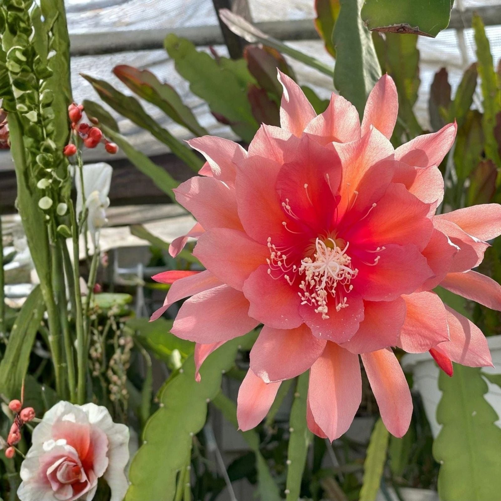 Epiphyllum Cutting HB Jeffrey's Royal Heir Orchid Cactus Rare Succulent Houseplant Live Plant