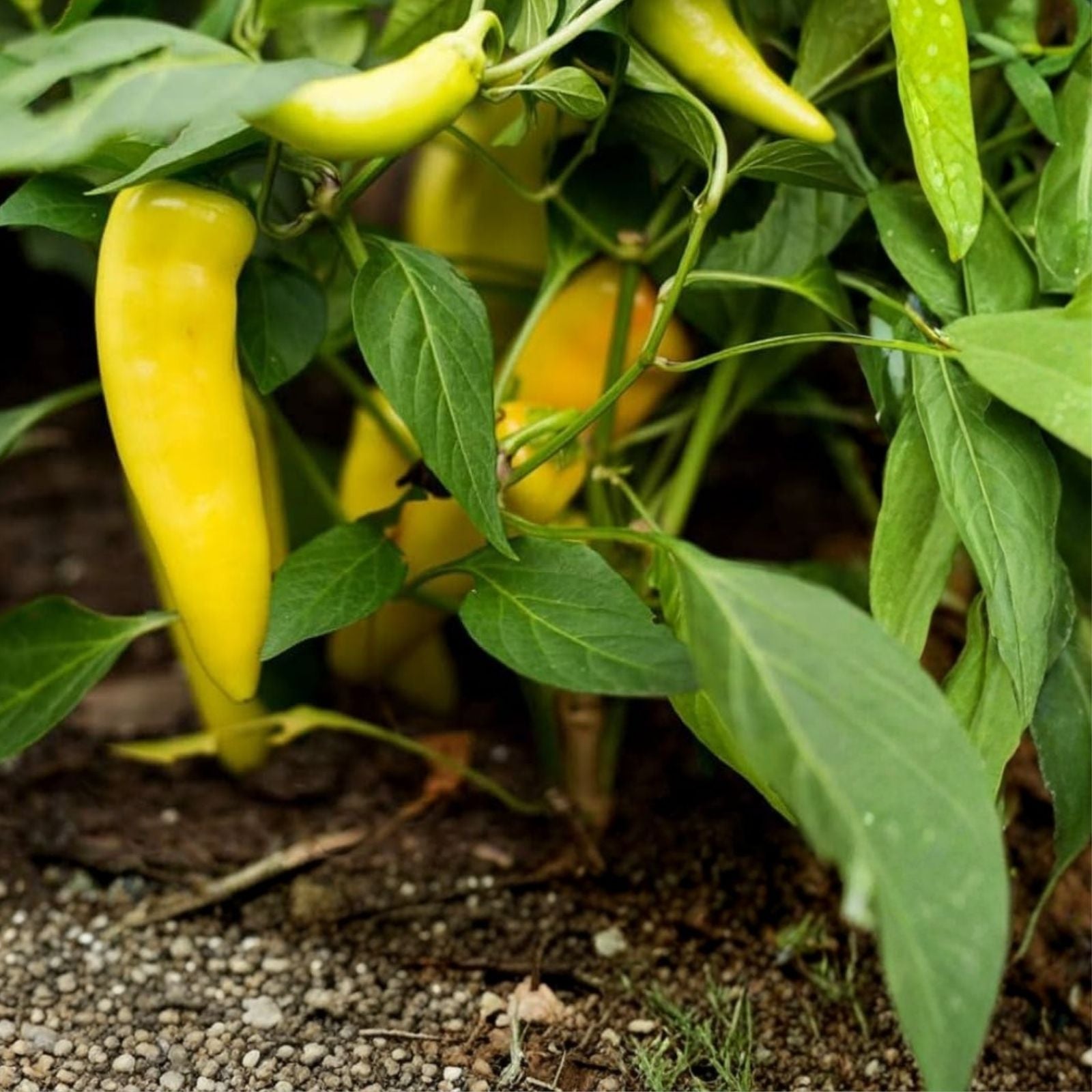 Sweet Hungarian Yellow Wax Pepper Seeds 500 Non-GMO Heirloom Capsicum annuum Garden Cooking Fresh Eating