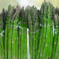 Asparagus officinalis Mary Washington Seeds 25 Organic Non-GMO Gourmet Vegetable Starter Plant Cutting