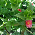 Aptenia Cordifolia Baby Sun Rose Cuttings 4-6" | Succulent Ground Cover Indoor Plant Propagation | Fast Growing, Easy Care
