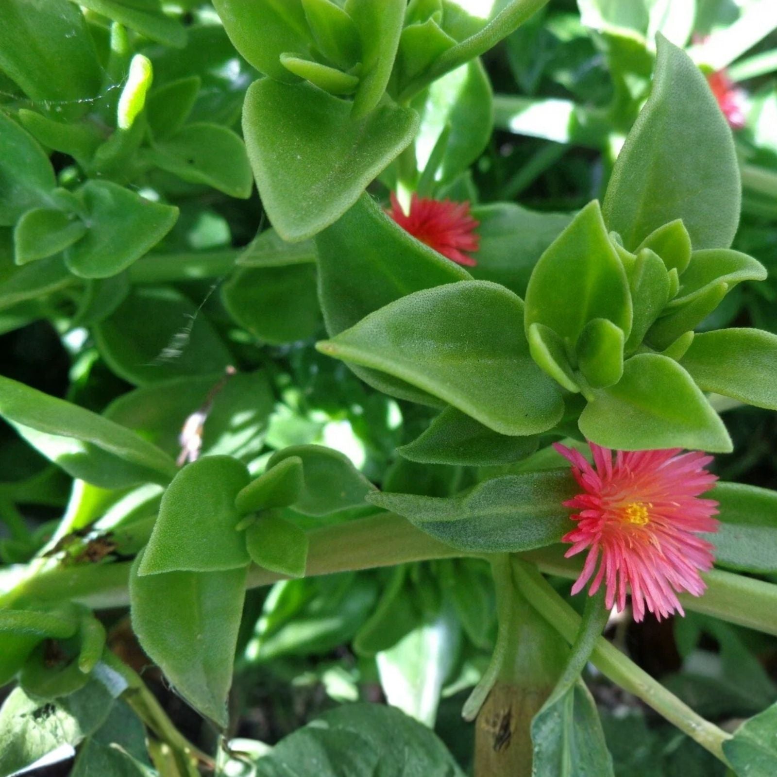 Aptenia Cordifolia Baby Sun Rose Cuttings 4-6" | Succulent Ground Cover Indoor Plant Propagation | Fast Growing, Easy Care