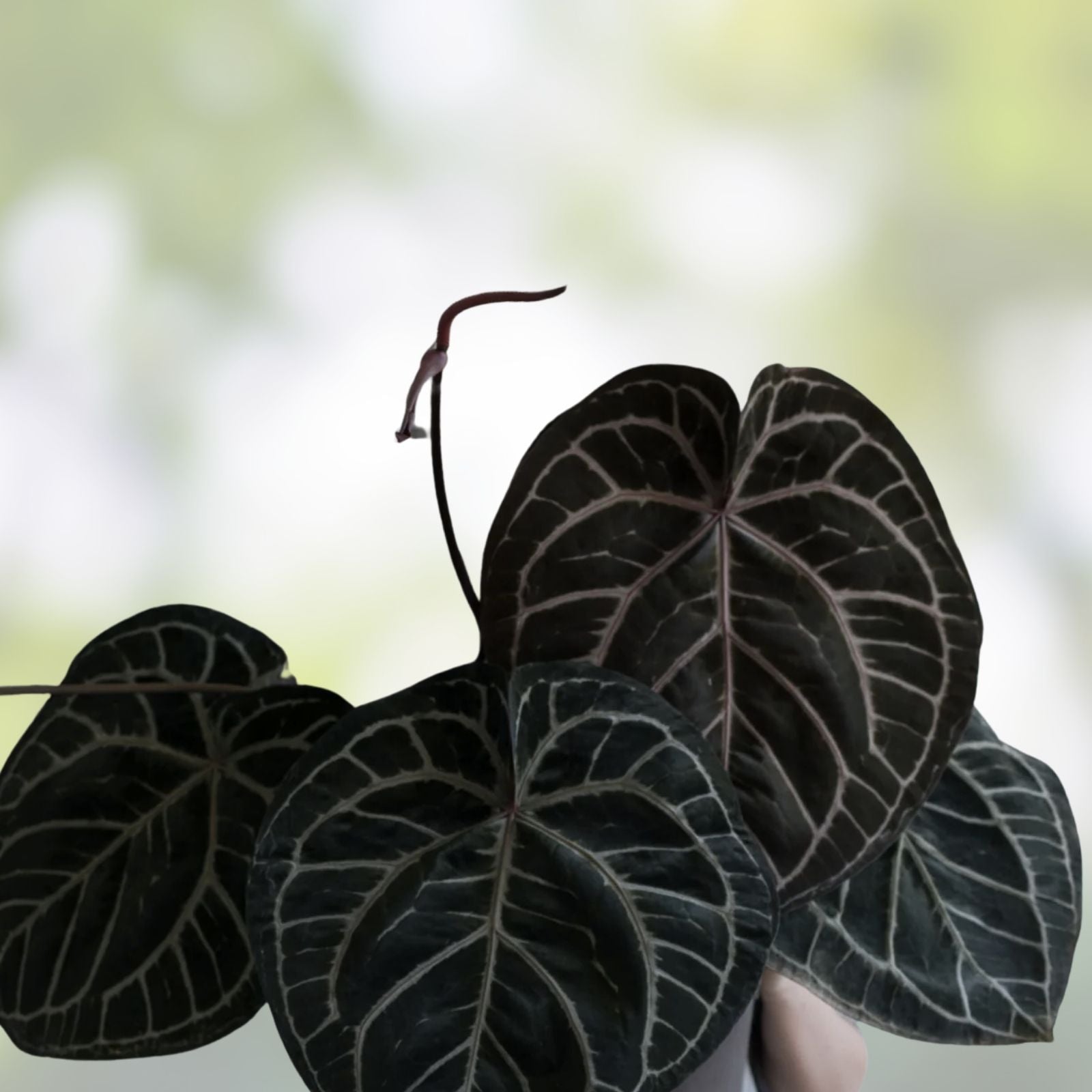 Anthurium Tezula Red Crystallinum x NSE Dressleri Velvet Leaf Houseplant, Indoor Decor, Live Plant, Exotic Gardening