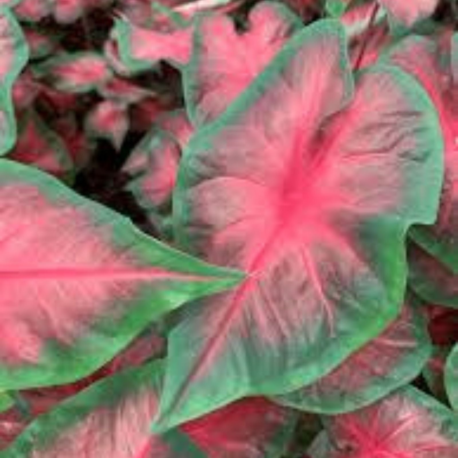 Caladium Bulbs 6 Royal Flush Perennial Indoor Outdoor Plant – Caladium bicolor Elephant Ears Bulbs