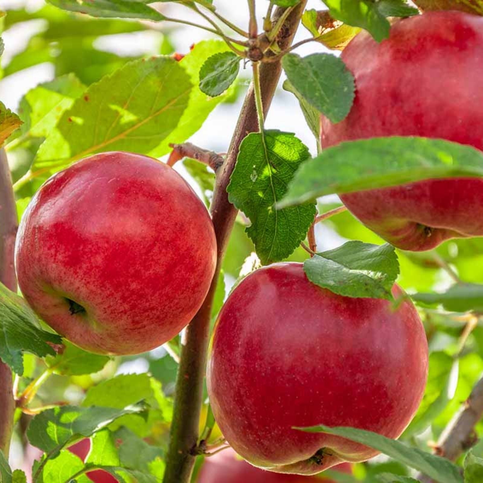 Dwarf Apple Tree Cuttings Malus domestica Live Grafting Scions Organic Propagation Starter Plant