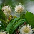 Buttonbush Live Plant Set of 2, Native Shrubs, Wet Soil Tolerant, Rain Garden Plants, Cephalanthus occidentalis