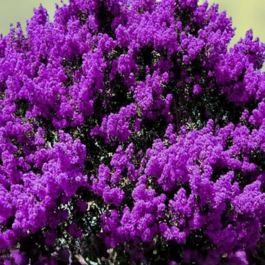 Live Dark Purple Crepe Myrtle Bushes, Lagerstroemia indica, Rooted Ornamental Garden Shrubs, Flowering Plants, Live Plants