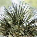 Nannorrhops ritchiana Silver Mazari Palm Live Plant Indoor Outdoor Starter Bare Root Houseplant Pakistan 1 Year Old