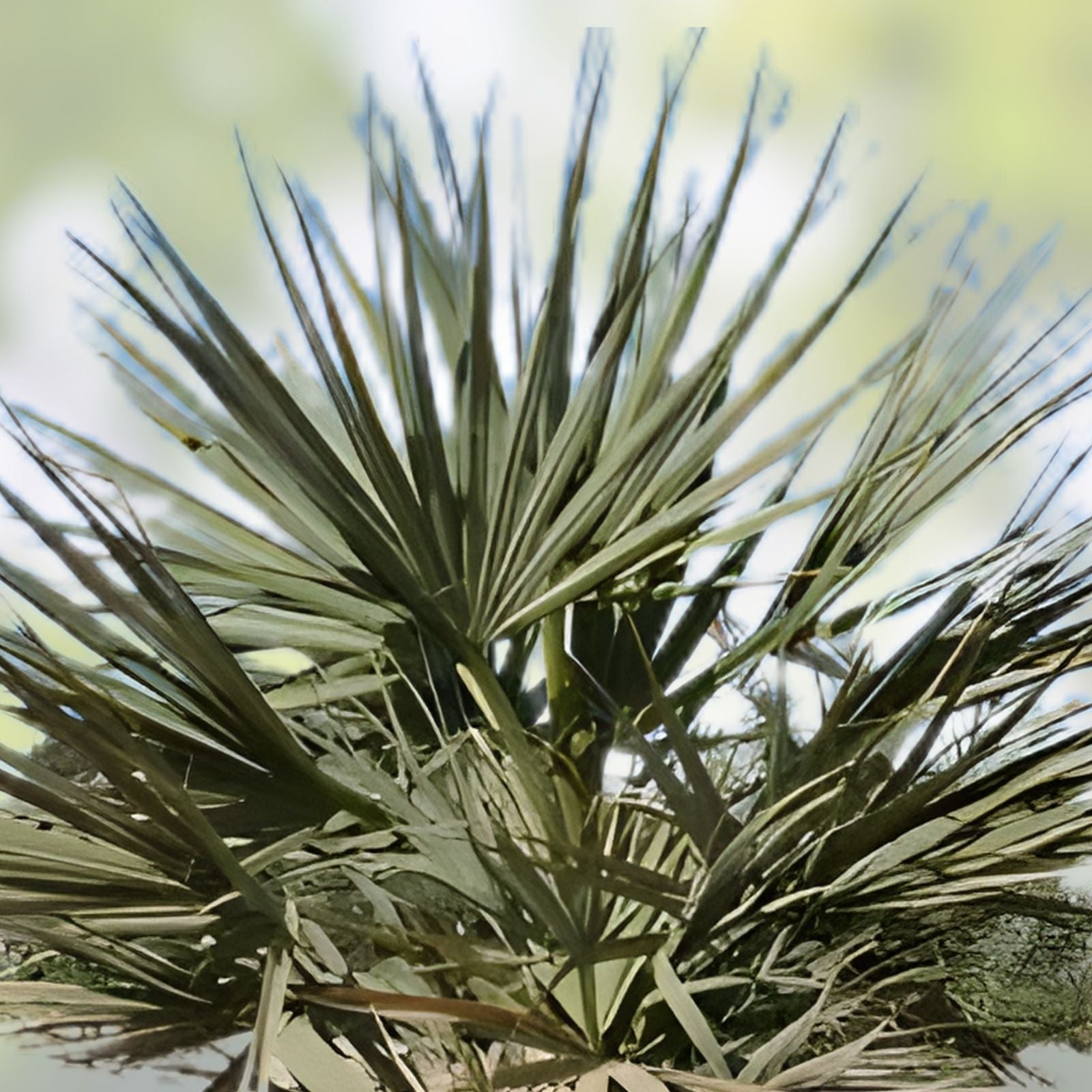 Nannorrhops ritchiana Silver Mazari Palm Live Plant Indoor Outdoor Starter Bare Root Houseplant Pakistan 1 Year Old