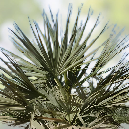 Nannorrhops ritchiana Silver Mazari Palm Live Plant Indoor Outdoor Starter Bare Root Houseplant Pakistan 1 Year Old