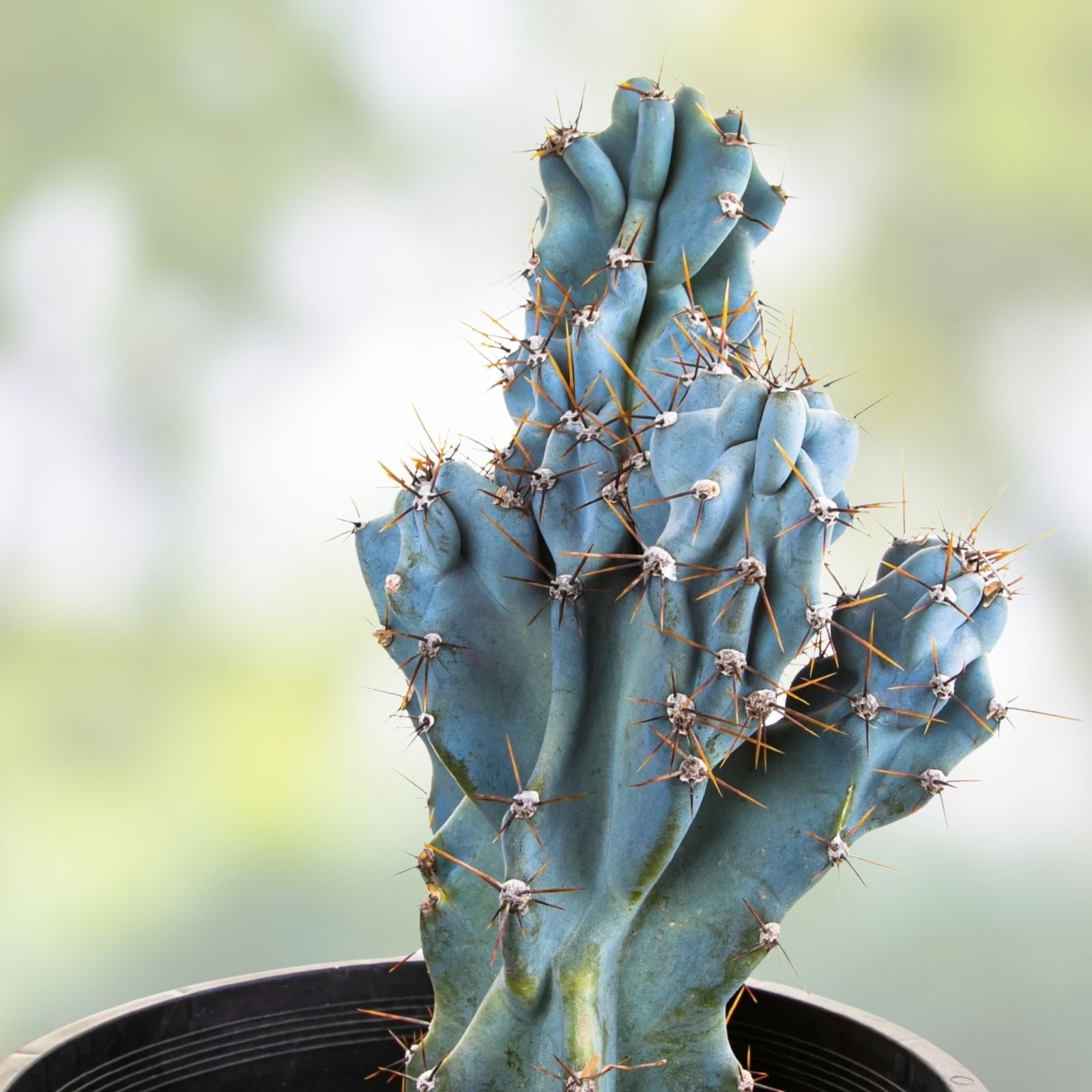 Wicked Blue Cereus Peruvianus Monstrose Cactus Cutting 12" Live Succulent Indoor Plant Decor