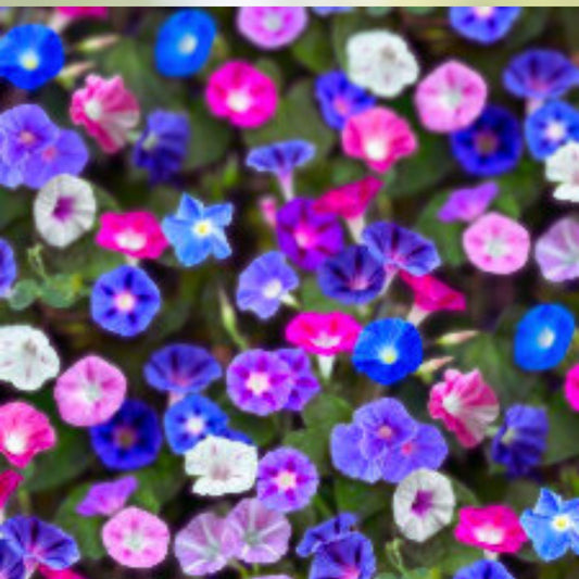 Mixed Morning Glory Flower Seeds - 250 Count - Colorful Blooming Vine - Ipomoea tricolor - Garden Flower Seeds