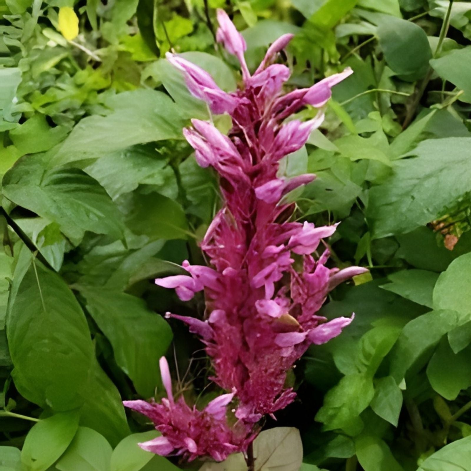 Purple Firespike Plant Cuttings - Organic Butterfly Hummingbird Garden Starter Live Plant