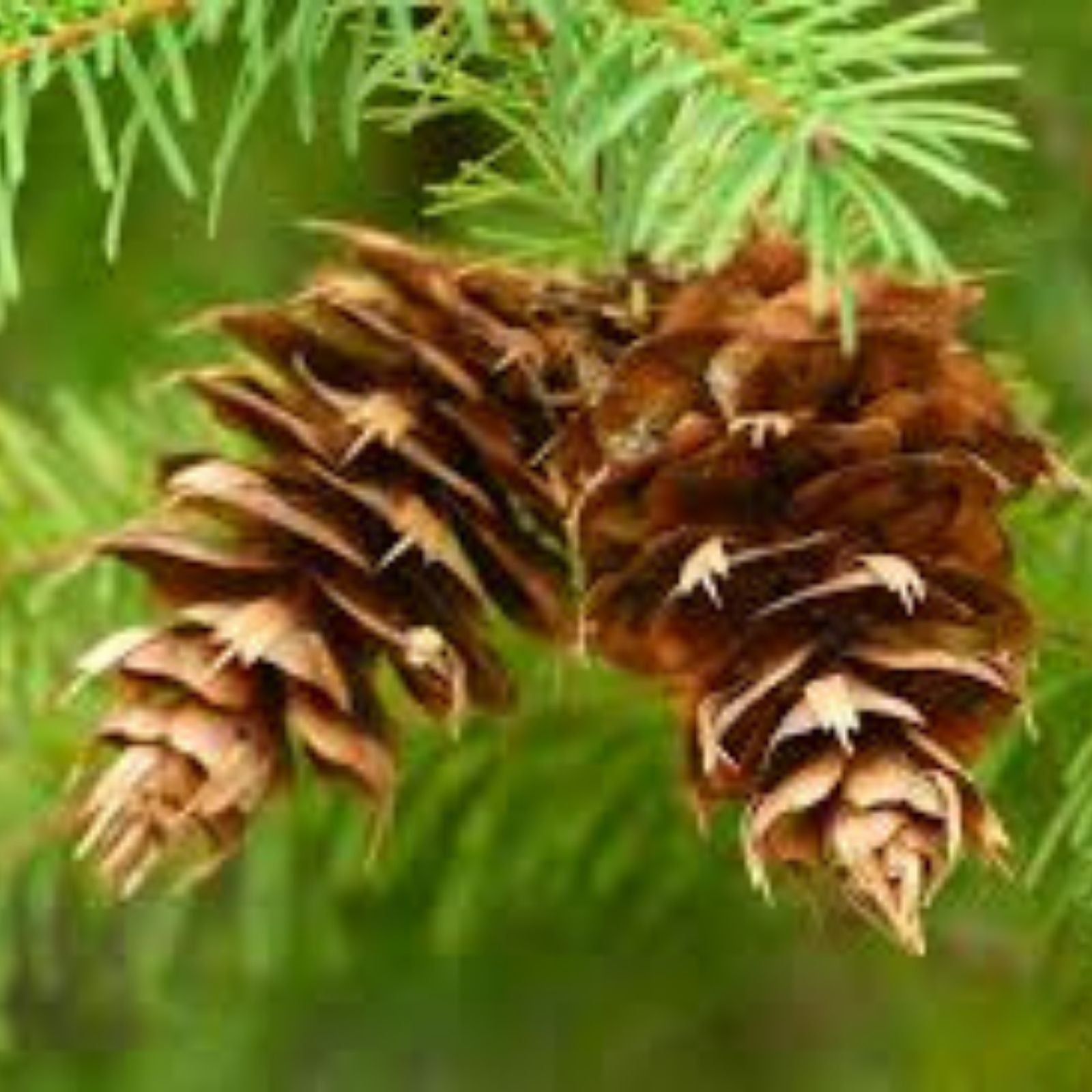 Blue Douglas Fir Seeds | Evergreen Tree Seeds | Pseudotsuga menziesii Conifer Seeds for Planting | Live or Bare Root | Fast Growing