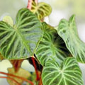 Philodendron Verrucosum One Leaf Mid-Cutting Tropical Houseplant for Indoor Decor, Vivarium, Greenhouse
