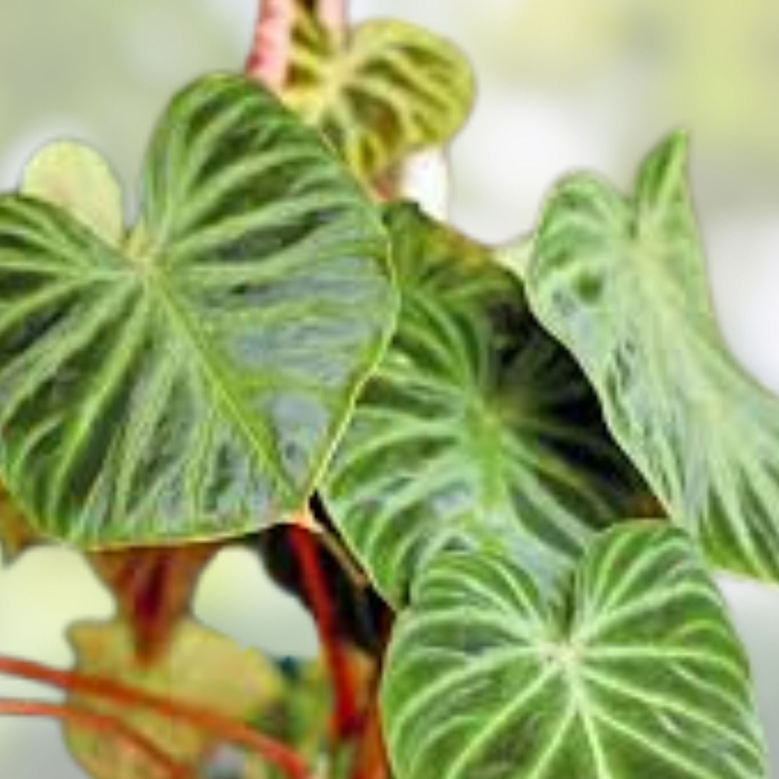 Philodendron Verrucosum One Leaf Mid-Cutting Tropical Houseplant for Indoor Decor, Vivarium, Greenhouse