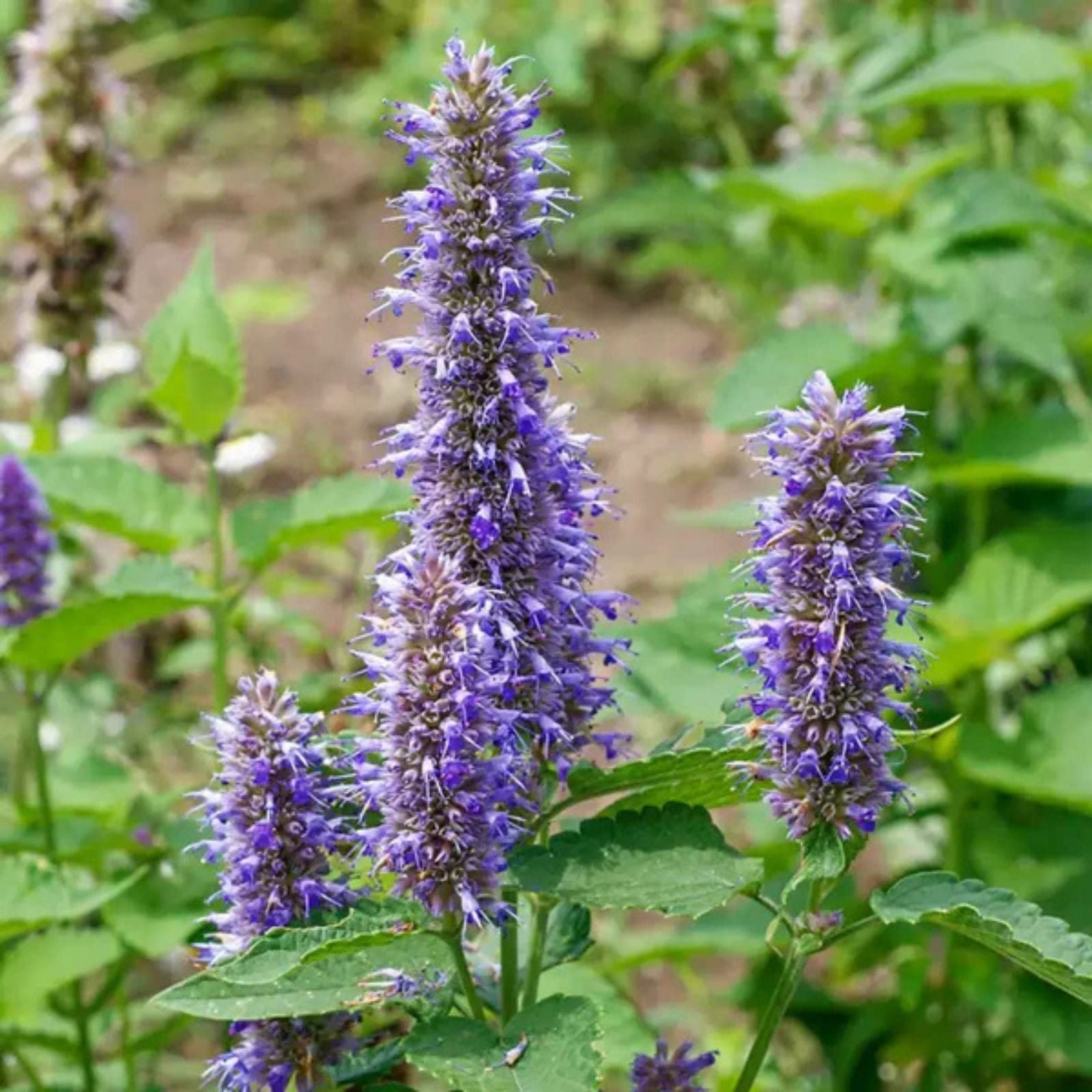 Purple Giant Hyssop Seeds 200 Pack - Wildflowers, Agastache spp. for Planting, Ornamental, Bee & Butterfly Attractant