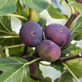 Fig Plant Bundle 10 Varieties Edible Figs Ficus carica Fruit Tree Collection Live Plant Cutting Bare Root Starter Houseplant