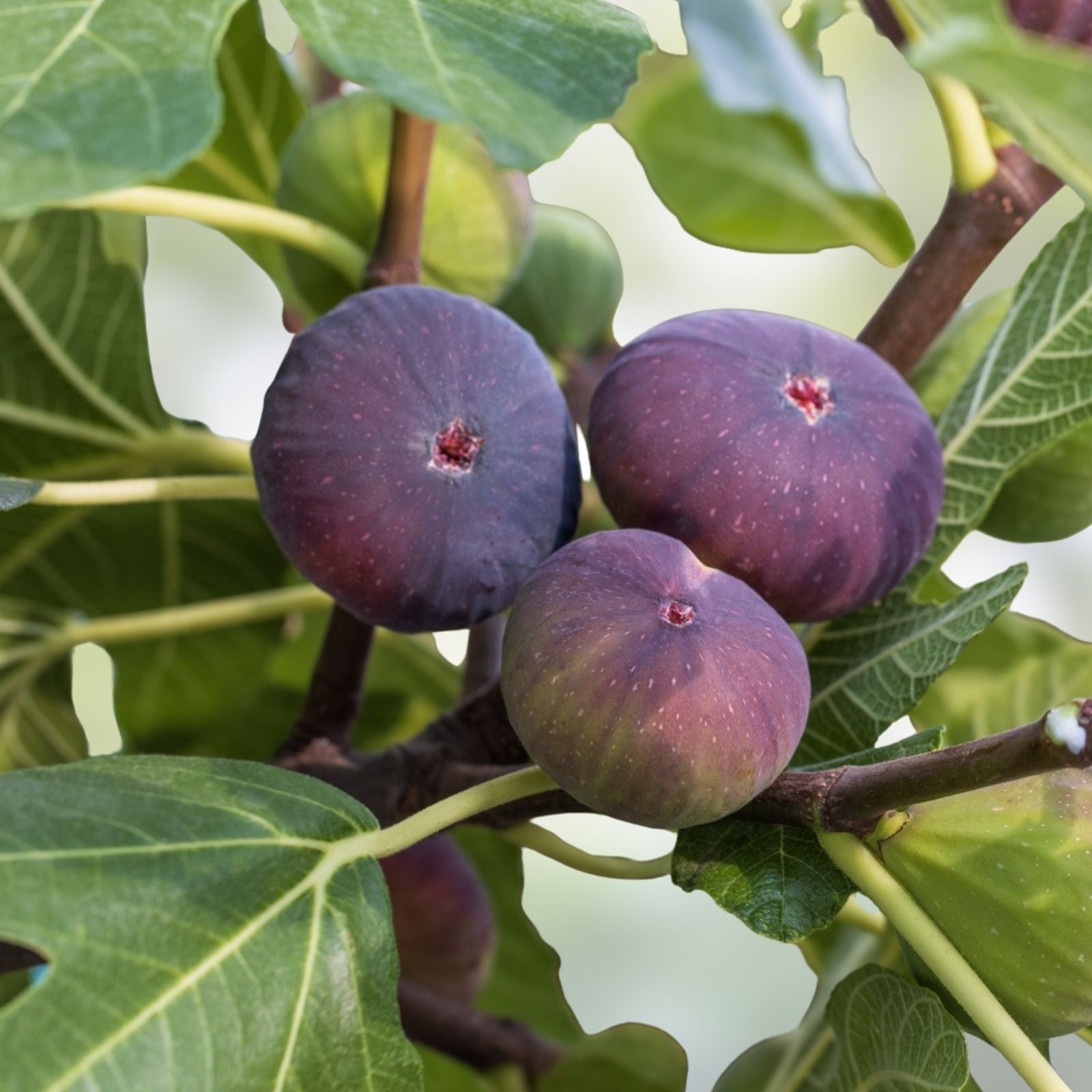 Fig Plant Bundle 10 Varieties Edible Figs Ficus carica Fruit Tree Collection Live Plant Cutting Bare Root Starter Houseplant
